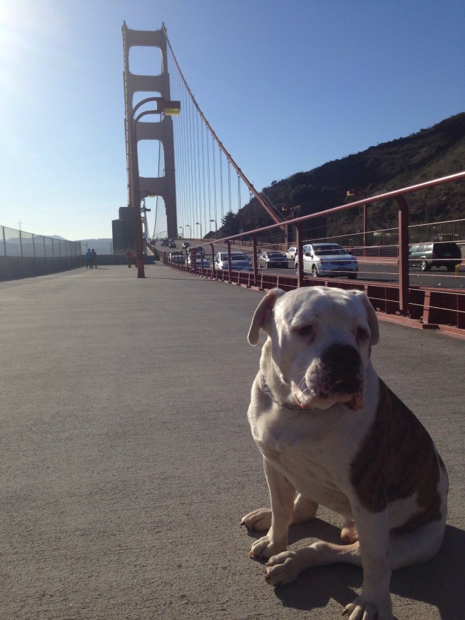 Taylor Proudly Posing on The Golden Gate Bridge 20131228-165855.jpg