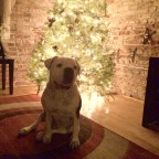 All I Want for Christmas Is…