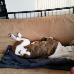 A Dog’s Tale: Goodbye Papa