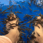 Go Thailand: Day 3 – Sucker Fish