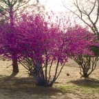 Led Zeppelin. Hello Los Angeles. Goodbye Los Angeles.