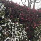 Blessing or a Curse: Perseverance, Part Two