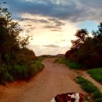 I’ll See You Tomorrow, Papa!