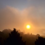 Sherwood Forest Beckons