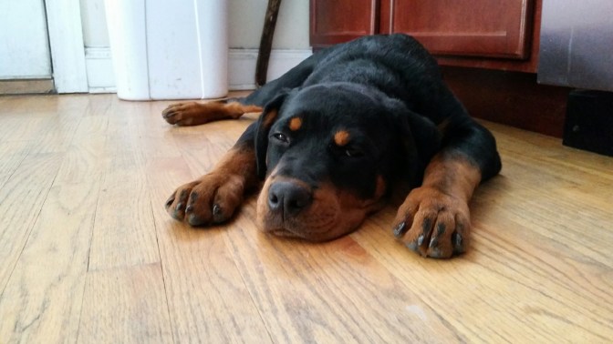 Secret of My SucCecil: Marvelous