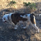 Good Morning America. A Hiking We Will Go. A Hiking We Will Go.