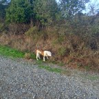 Thanksgiving Revisited, Part Four