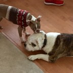 Thanksgiving Revisited, Part One