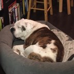 Chestnuts and Taylor