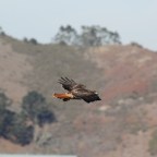 On the Yellow Brick Road to the Golden Gate