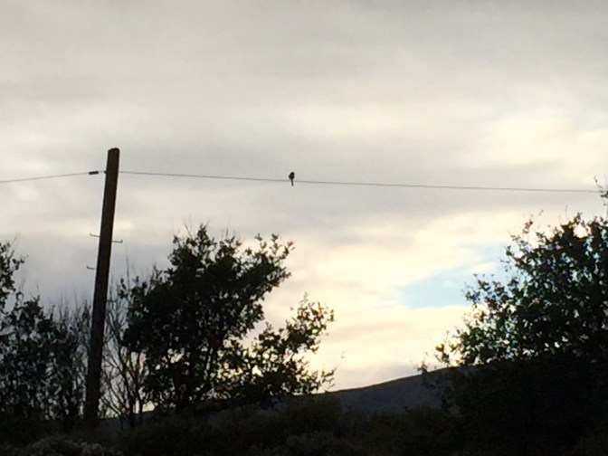 BIrd On a Wire 6