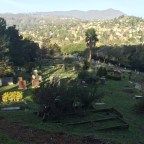 Life in a Cemetery (2)