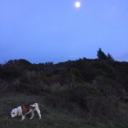 Moonlight Walk thru the Cemetery