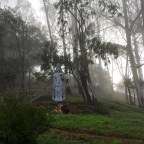 Life in a Cemetery (1)