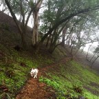 Fernwood – a Walk thru a Cemetery (3)