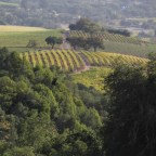 Strangers in Wine Country