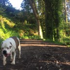 From the Alta Trail to the Morning Sun Trail